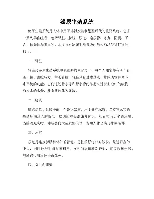 泌尿生殖系统
