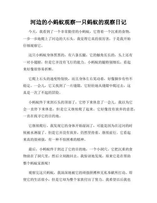 小学三年级作文河边的小蚂蚁观察一只蚂蚁的观察日记