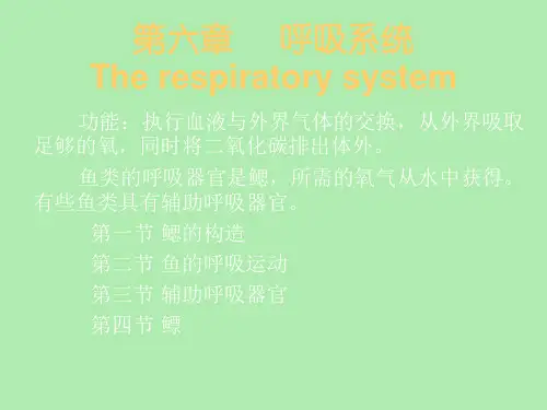 【精品课件】鱼类的呼吸系统
