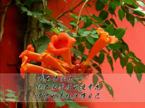 致橡树配乐朗诵ppt课件