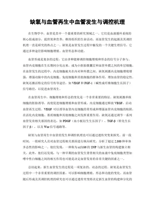 缺氧与血管再生中血管发生与调控机理