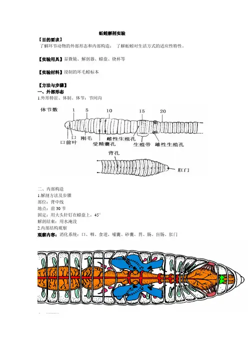 蚯蚓的解剖实验