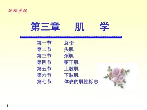 解剖学肌肉学ppt课件