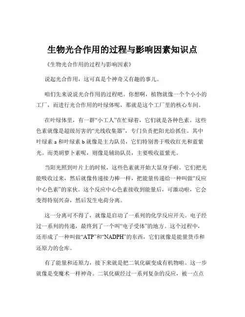 生物光合作用的过程与影响因素知识点