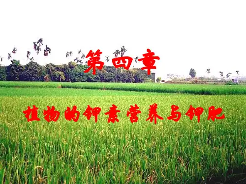 第四章植物的钾素营养与钾肥