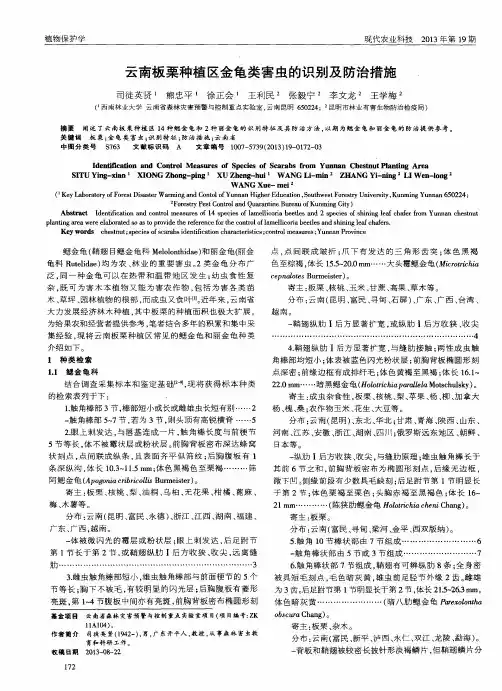 云南板栗种植区金龟类害虫的识别及防治措施