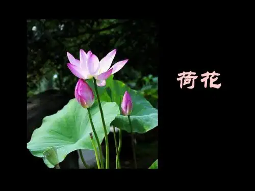 3《荷花》PPT课件 (1)