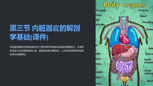《第三节内脏器官的解剖学基础(课件)》