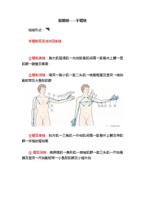 筋膜链----手臂链