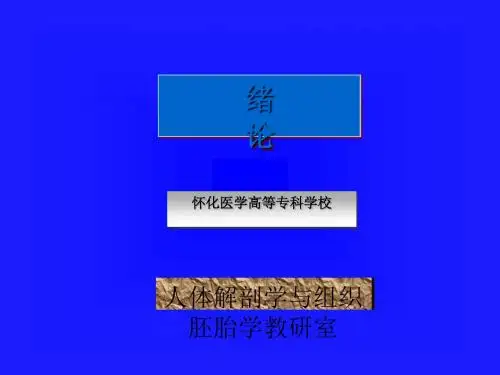 人体解剖学简要概述(ppt 25页)