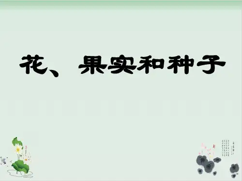四年级下册科学课件花果实和种子教科版(共12张PPT)