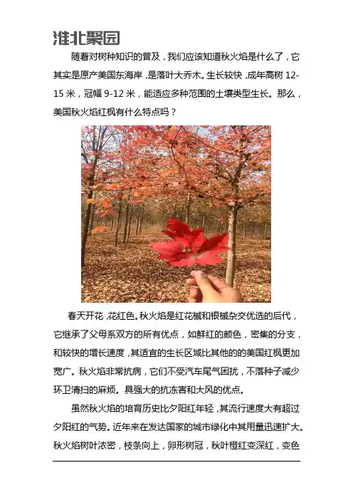 美国秋火焰红枫