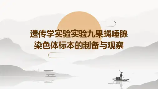 遗传学实验实验九果蝇唾腺染色体标本的制备与观察