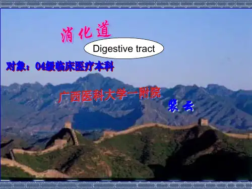 消化道的常用检查PPT课件