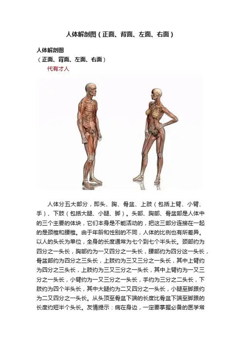 人体解剖图（正面、背面、左面、右面）