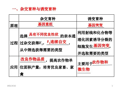 杂交育种与诱变育种应用