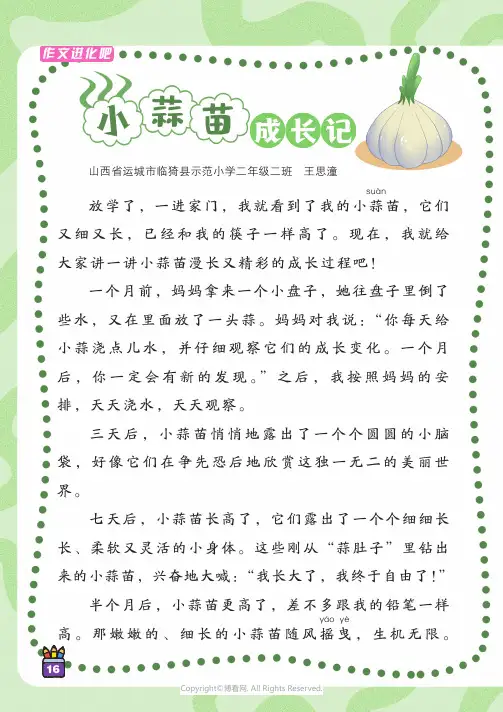 小蒜苗成长记