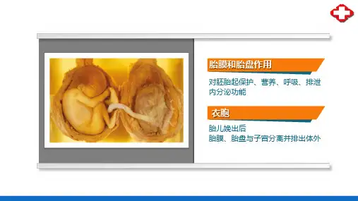 人体早期发育—胎膜和胎盘(正常人体结构课件)