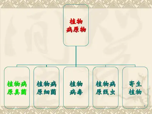 植物病原细菌 ppt课件