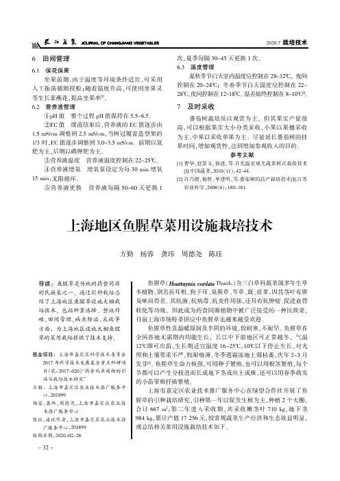 上海地区鱼腥草菜用设施栽培技术
