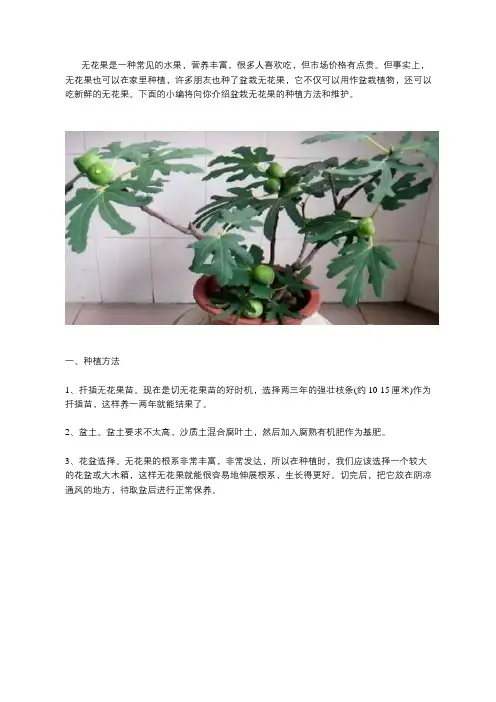 盆栽无花果的种植方法及养护要点