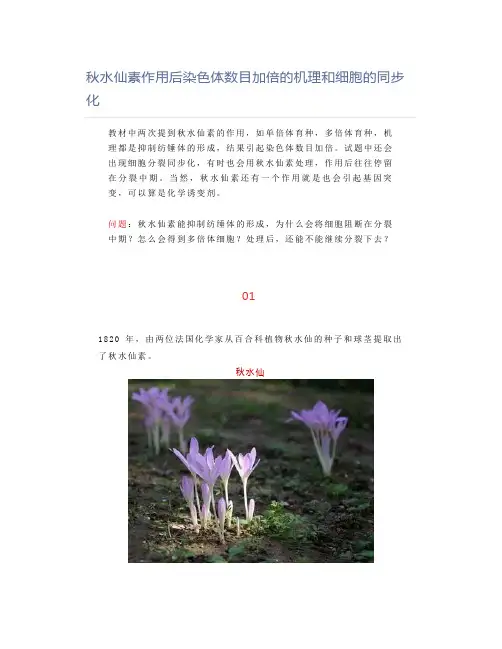 秋水仙素作用后染色体数目加倍的机理和细胞的同步化