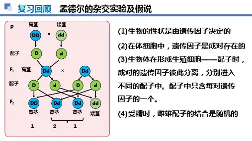 1.1 孟德尔的豌豆杂交实验(一)(第2课时)高一生物下学期课件(人教版2019必修2)