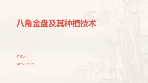 八角金盘及其种植技术