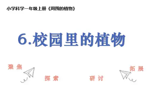 校园里的植物ppt课件