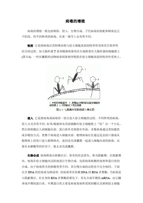 病毒的增殖
