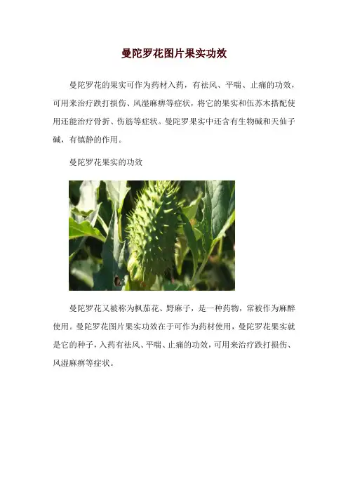 曼陀罗花图片果实功效