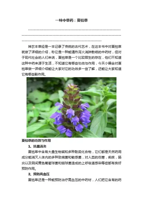 一味中草药：夏枯草