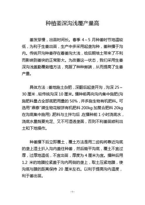 种植姜深沟浅覆产量高_1