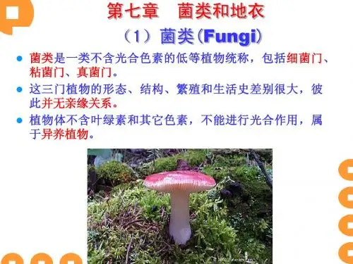 七(菌类和地衣)chapter6 Fungi Lichenes