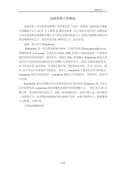 金刚菩提子的挑选与鉴定
