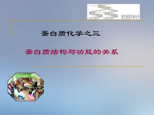 生物化学蛋白质之三蛋白质结构与功能的关系