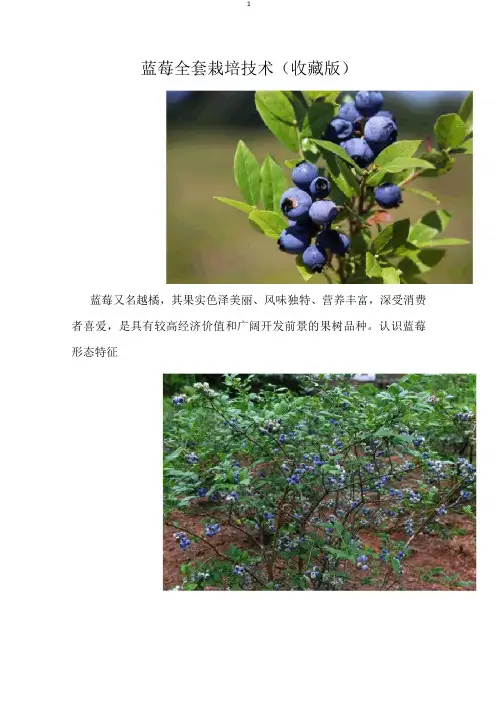 蓝莓全套栽培技术(收藏版)