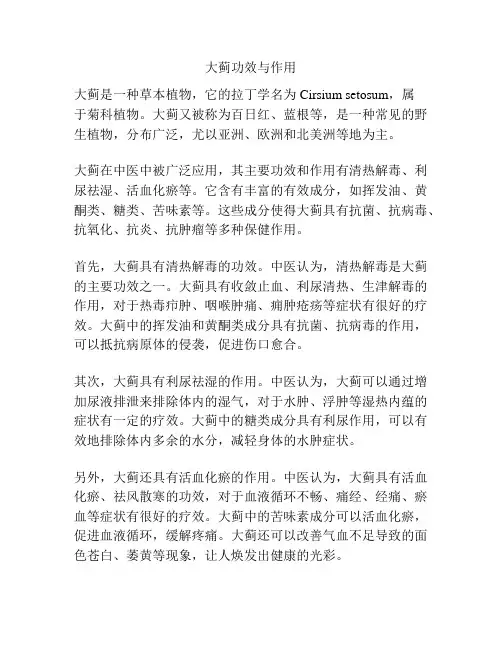 大蓟功效与作用