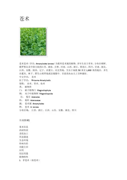 苍术