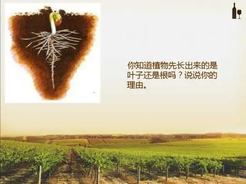 教科版三年级科学下册《 植物的生长变化  我们先看到了根》公开课课件_2