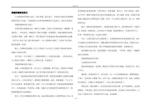 美丽的榕树说明文