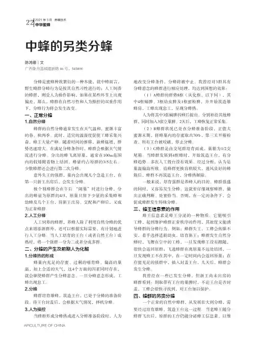 中蜂的另类分蜂
