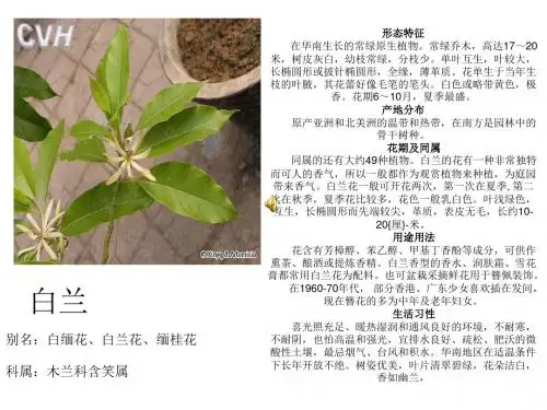 常绿藤本植物