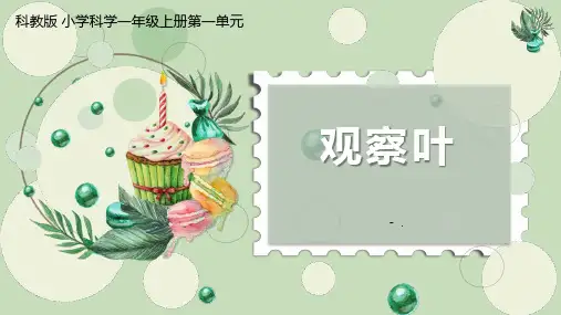 《观察叶》PPT优质课件
