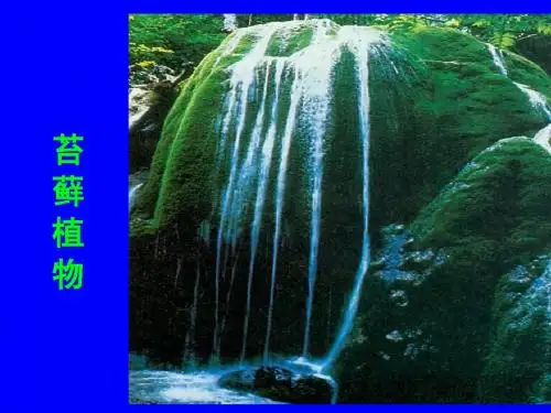 4-第8章 苔藓植物