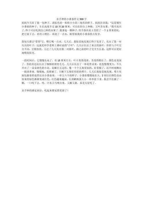 亲手种的小番茄作文500字