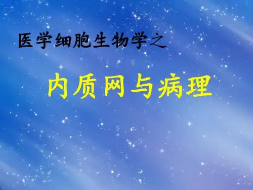 内质网