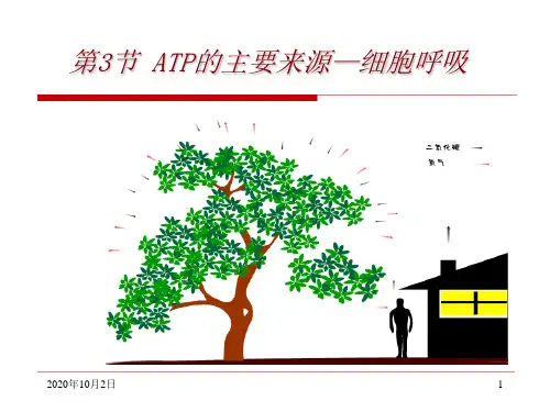 5.3细胞呼吸PPT课件