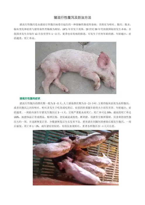 猪流行性腹泻及防治方法