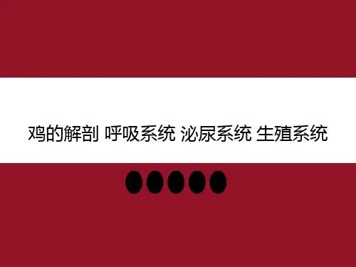 鸡的解剖 呼吸系统 泌尿系统 生殖系统